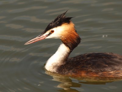 Great Crested Grebe