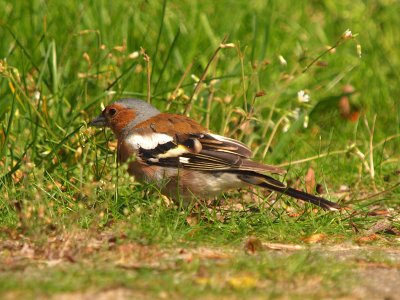 Chaffinch