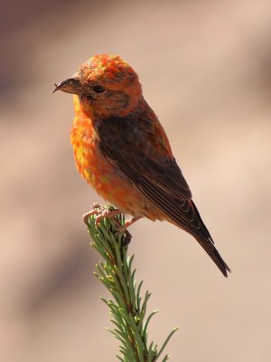 Red Crosbill