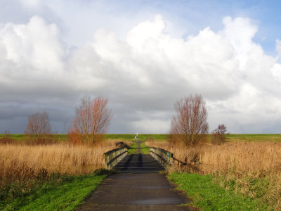 Oostvaardersplassen, NL