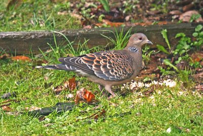 Oriental Turtle Dove (Streptopelia orientalis)