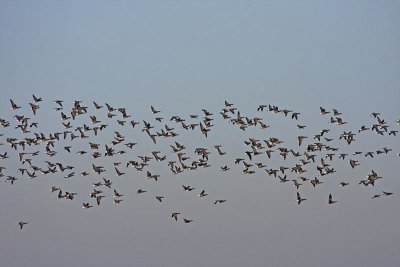 Dark-bellied Brent Goose (Branta bernicla bernicla)