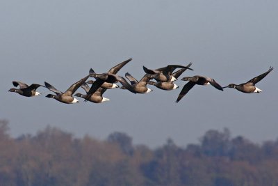 Dark-bellied Brent Goose (Branta bernicla bernicla)