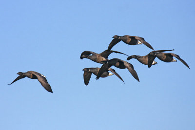 Dark-bellied Brent Goose (Branta bernicla bernicla)