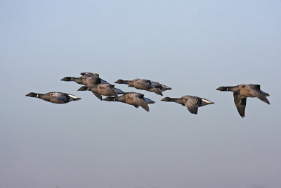 Dark-bellied Brent Goose (Branta bernicla bernicla)