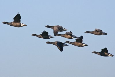 Dark-bellied Brent Goose (Branta bernicla bernicla)