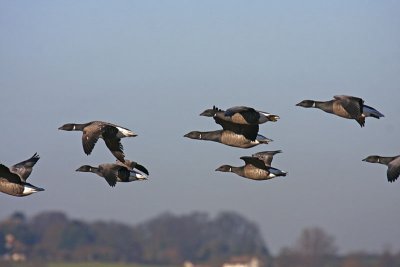 Dark-bellied Brent Goose (Branta bernicla bernicla)