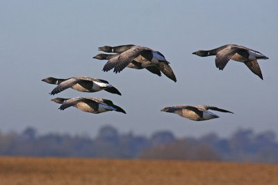 Dark-bellied Brent Goose (Branta bernicla bernicla)