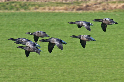 Dark-bellied Brent Goose (Branta bernicla bernicla)