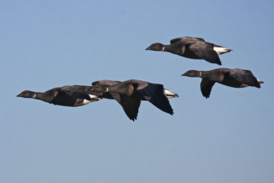 Dark-bellied Brent Goose (Branta bernicla bernicla)