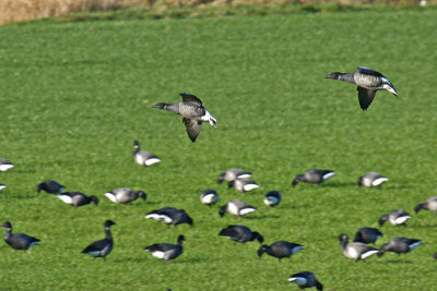 Dark-bellied Brent Goose (Branta bernicla bernicla)