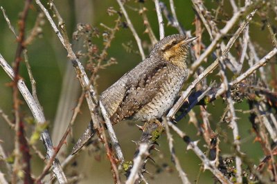 Wryneck (Jynx torquilla)