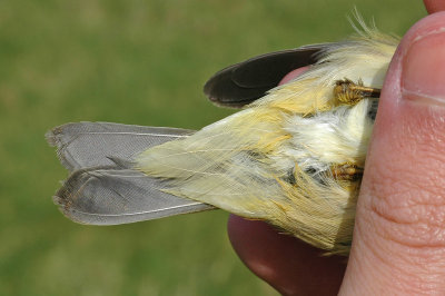 possible Iberian Chiffchaff (Phylloscopus ibericus)
