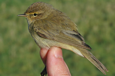 Chiffchaff (Phylloscopus collybita)