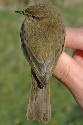 Chiffchaff (Phylloscopus collybita)