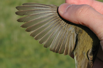 Chiffchaff (Phylloscopus collybita)