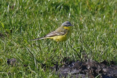 Blue-headed Wagtail (Motacilla flava flava)