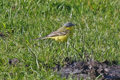 Blue-headed Wagtail (Motacilla flava flava)