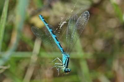 Dainty Damselfly (Coenagrion scitulum)