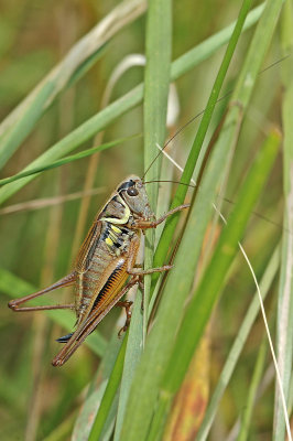Roesel's Bush Cricket (Metrioptera roeseli)