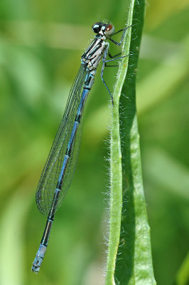 Azure Damselfly (Coenagrion puella)