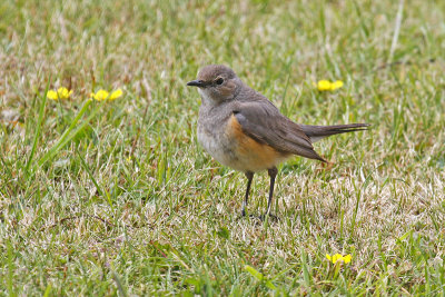 White-throated Robin (Irania gutturalis)