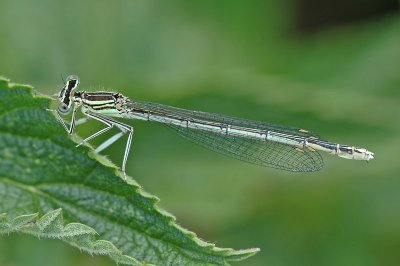 White-legged Damselfly (Platycnemis pennipes)