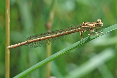 White-legged Damselfly (Platycnemis pennipes)