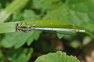 White-legged Damselfly (Platycnemis pennipes)