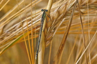 White-legged Damselfly (Platycnemis pennipes)