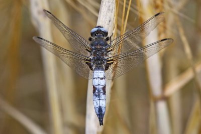 Scarce Chaser (Libellula fulva)