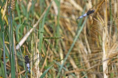 Scarce Chaser (Libellula fulva)