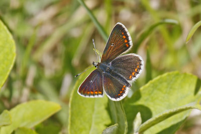 Northern Brown Argus (Aricia artaxerxes salmacis)
