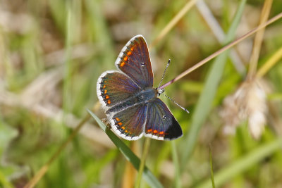 Northern Brown Argus (Aricia artaxerxes salmacis)