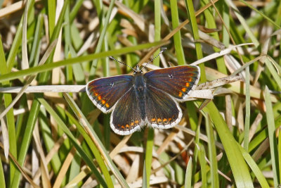 Northern Brown Argus (Aricia artaxerxes salmacis)