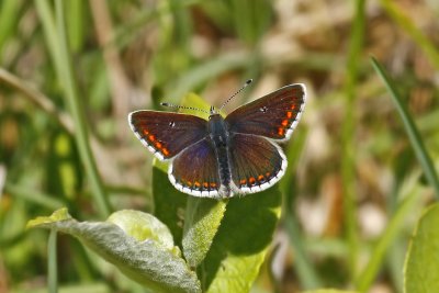 Northern Brown Argus (Aricia artaxerxes salmacis)