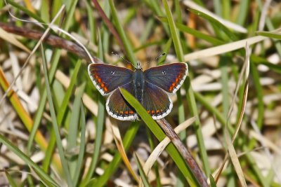 Northern Brown Argus (Aricia artaxerxes salmacis)