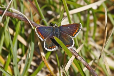 Northern Brown Argus (Aricia artaxerxes salmacis)