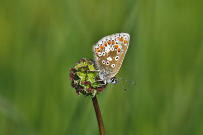 Northern Brown Argus (Aricia artaxerxes salmacis)