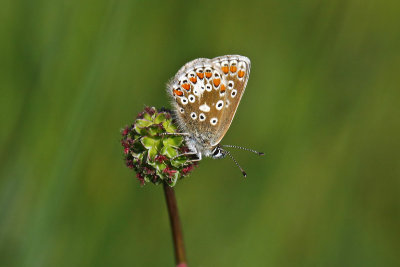 Northern Brown Argus (Aricia artaxerxes salmacis)