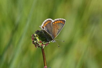 Northern Brown Argus (Aricia artaxerxes salmacis)
