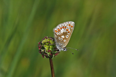 Northern Brown Argus (Aricia artaxerxes salmacis)