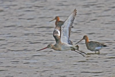 Black-tailed Godwit (Limosa limosa)