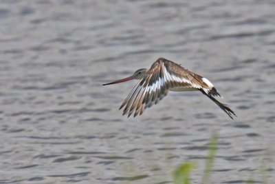 Black-tailed Godwit (Limosa limosa)