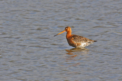 Black-tailed Godwit (Limosa limosa)