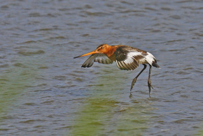 Black-tailed Godwit (Limosa limosa)