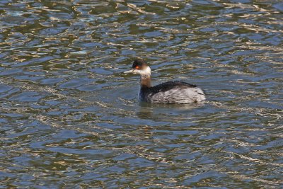 Black-necked Grebe (Podiceps nigricollis)