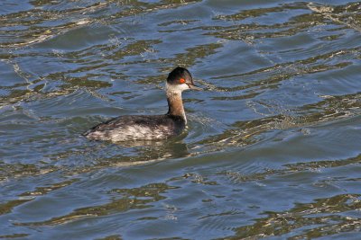 Black-necked Grebe (Podiceps nigricollis)