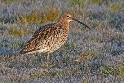 Curlew (Numenius arquata)