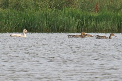 Pintail (Anas acuta)